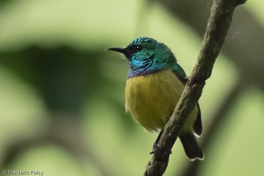 Collared Sunbird - ML206172741