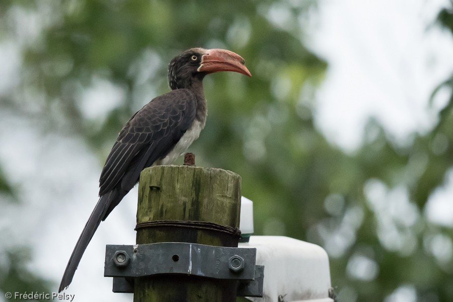 Crowned Hornbill - ML206172751