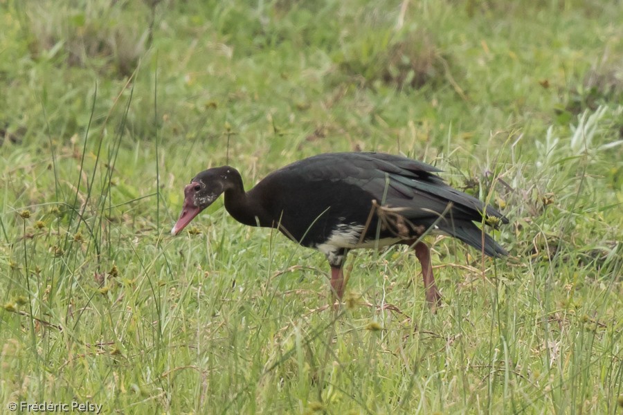 Spur-winged Goose (Southern) - ML206172821