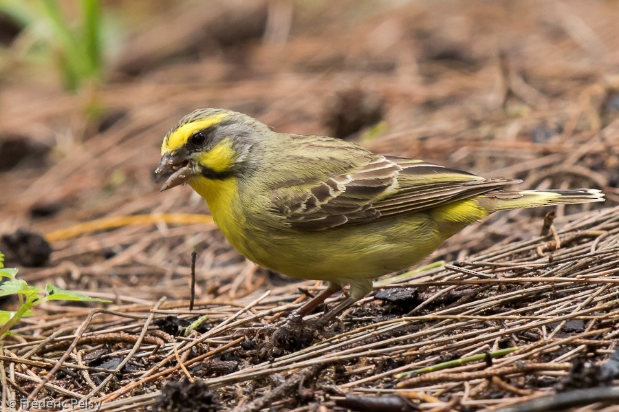 Serin du Mozambique - ML206172881