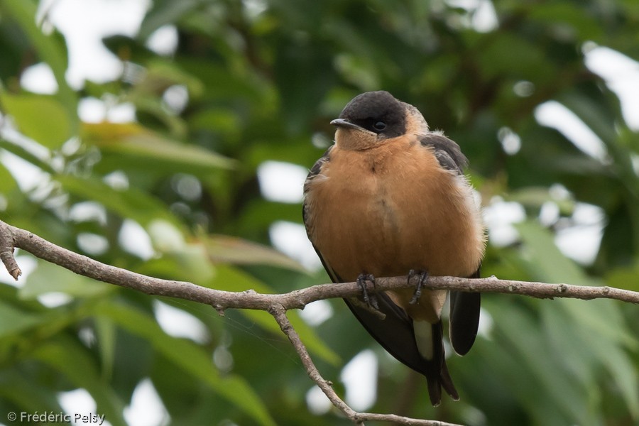 Rufous-chested Swallow - ML206172921