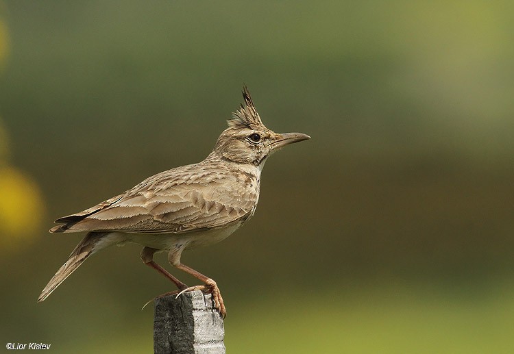 Crested Lark - ML206173051