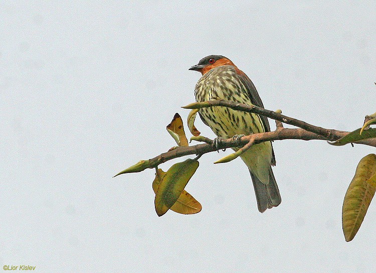 Chestnut-crested Cotinga - Lior Kislev