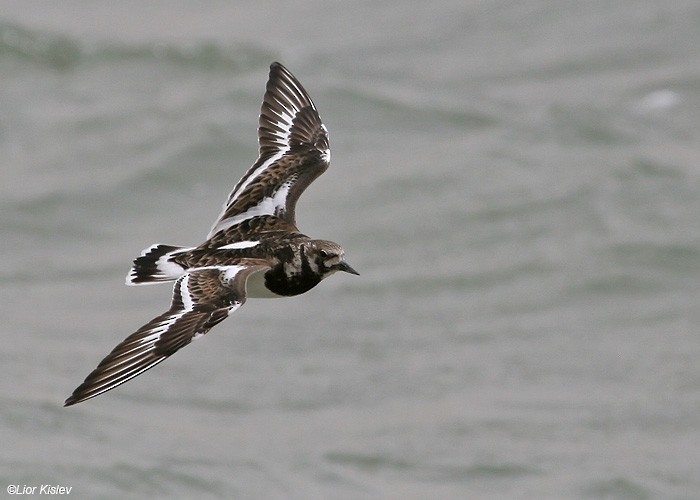 Ruddy Turnstone - ML206173231