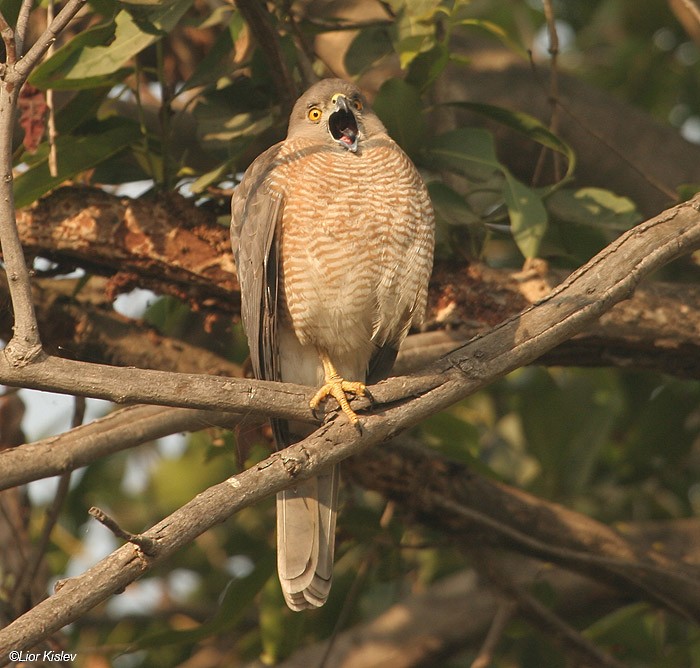 Shikra - ML206173371