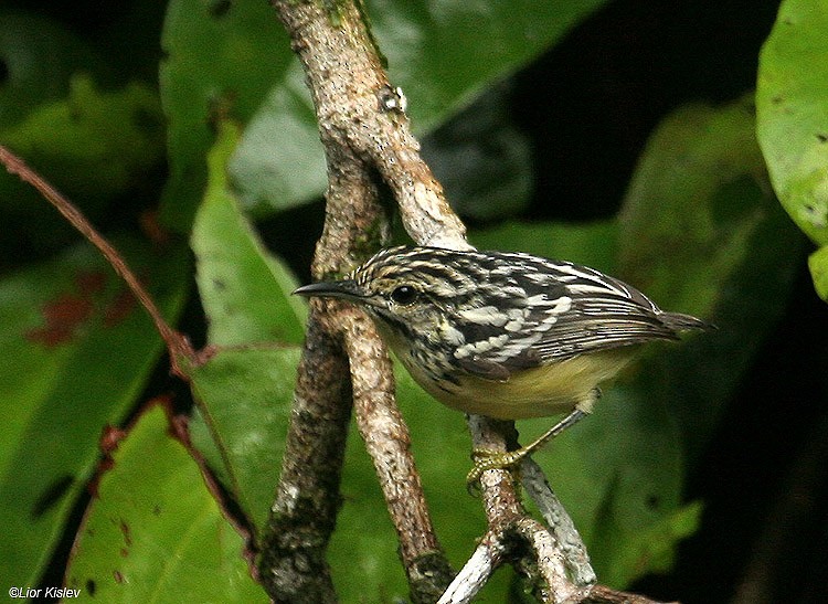 Pygmy Antwren - Lior Kislev