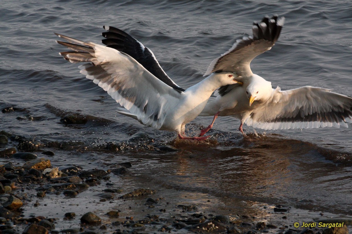 Slaty-backed Gull - ML206173571