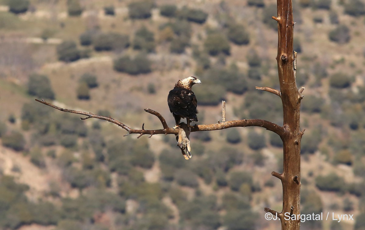 Spanish Eagle - ML206173771