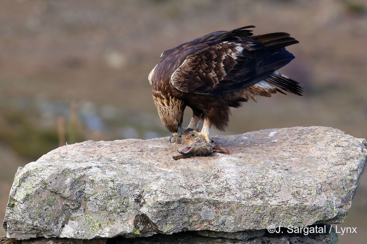 Golden Eagle - ML206173831