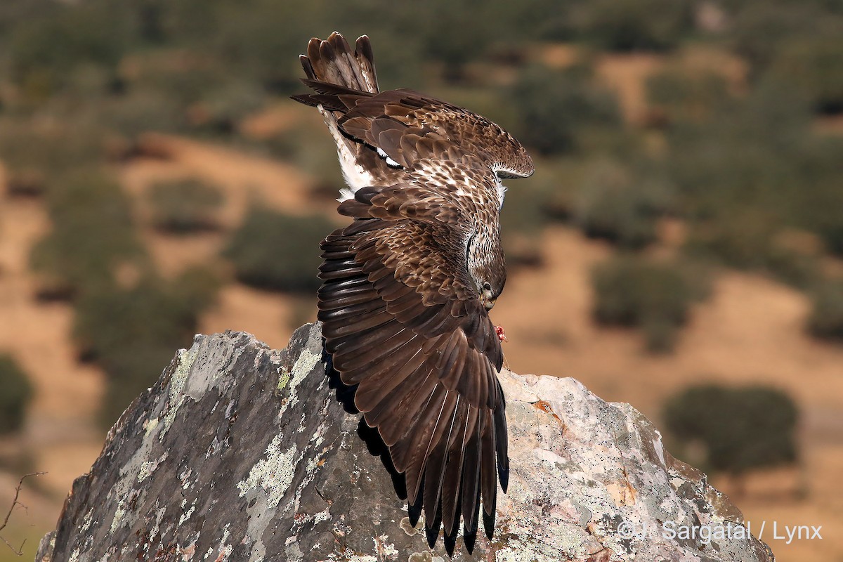 Aigle de Bonelli - ML206173861