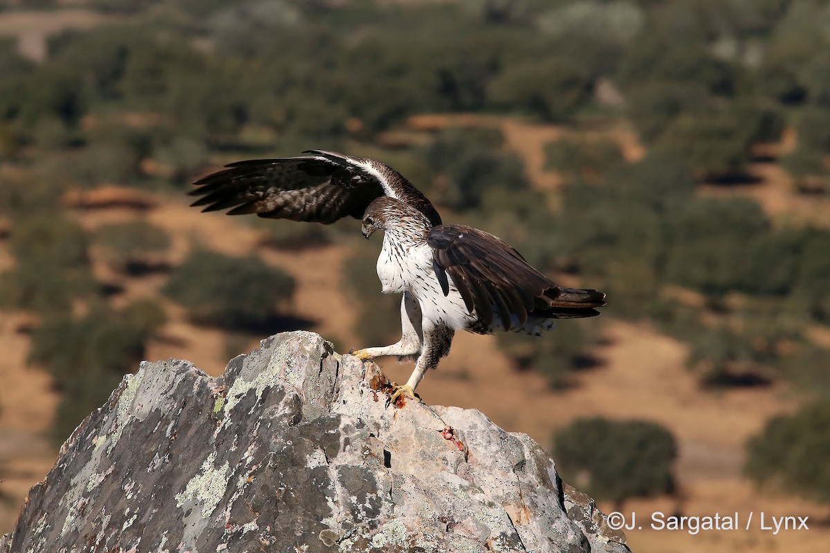 Bonelli's Eagle - ML206173881