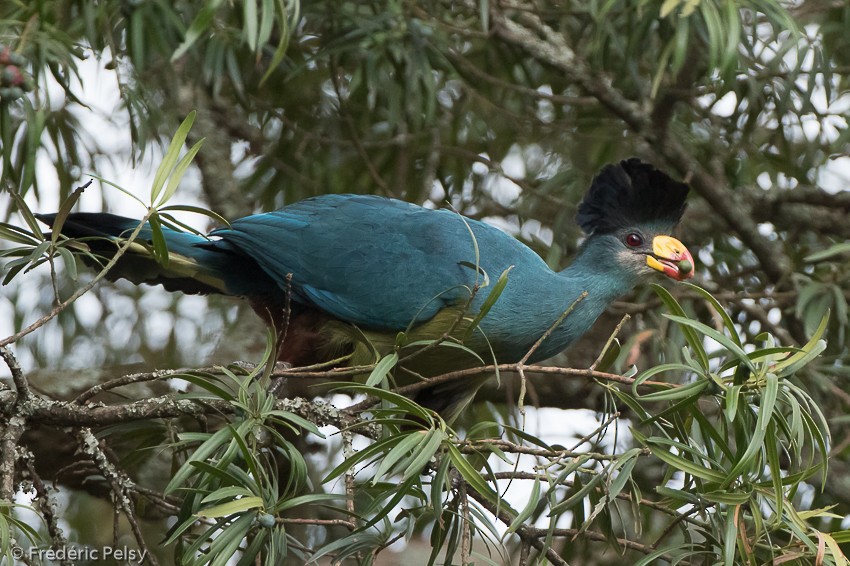 Turaco Gigante - ML206174091