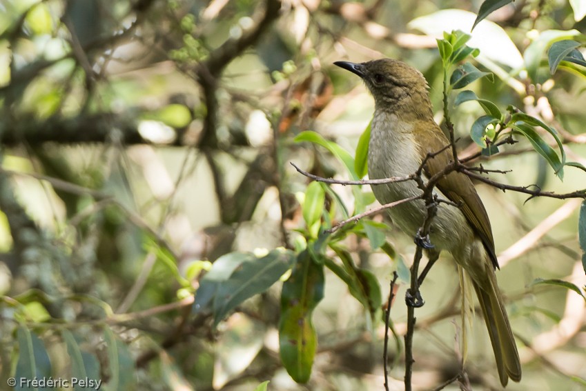 Slender-billed Greenbul - ML206174151