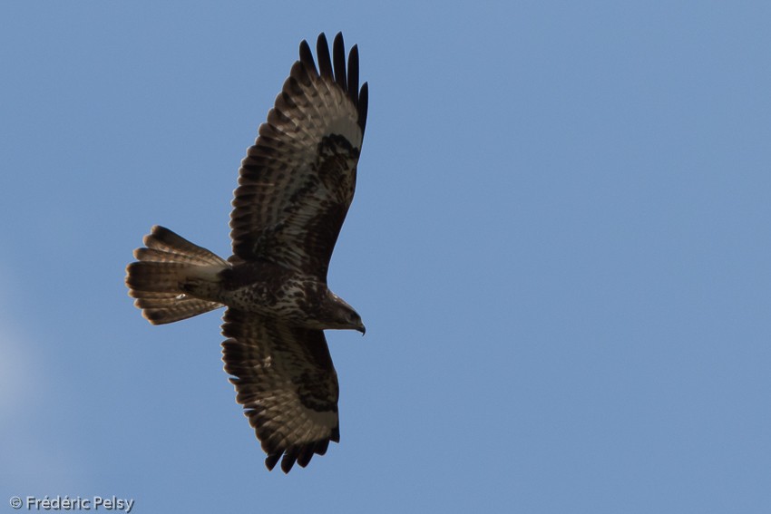 Mountain Buzzard - ML206174161