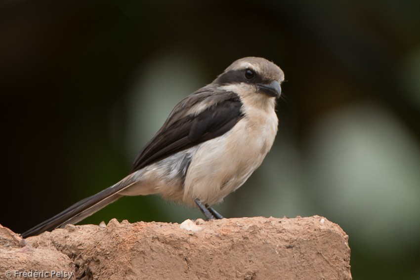 Mackinnon's Shrike - ML206174231