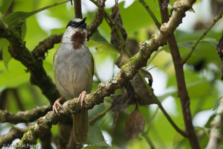 Gray-capped Warbler - Frédéric PELSY