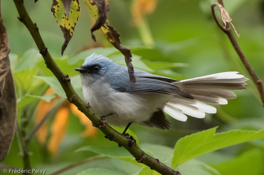 White-tailed Blue Flycatcher - ML206174361