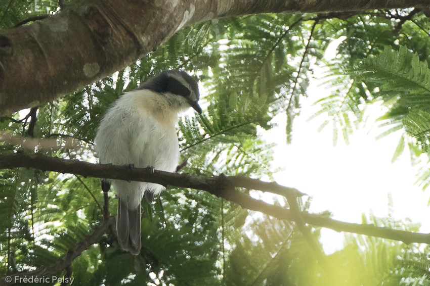 Gray-green Bushshrike - ML206174371