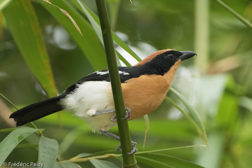 Lühder's Bushshrike - ML206174381