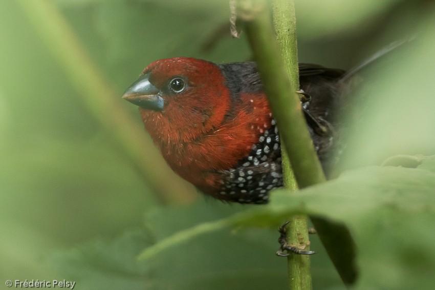 Red-headed Bluebill - ML206174391