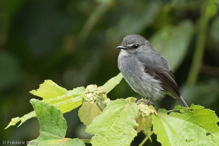 Dusky-blue Flycatcher - ML206174401