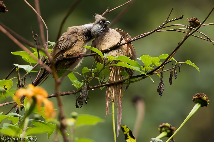 Speckled Mousebird - ML206174421