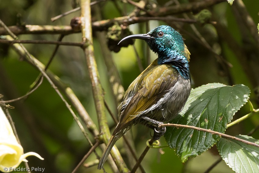 Нектарик зеленоголовий (підвид verticalis/viridisplendens) - ML206174431