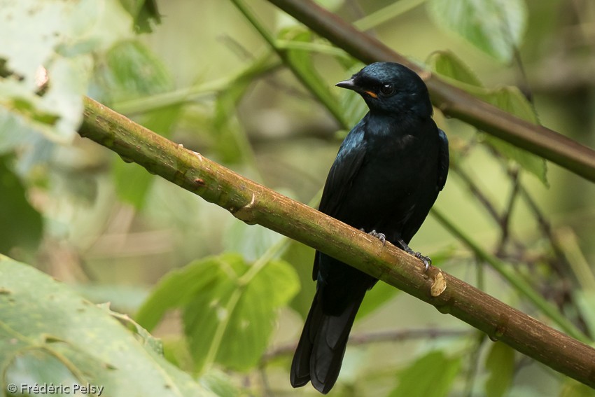 Petit's Cuckooshrike - ML206174461