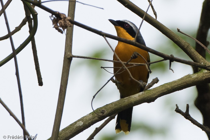 Many-colored Bushshrike - ML206174471