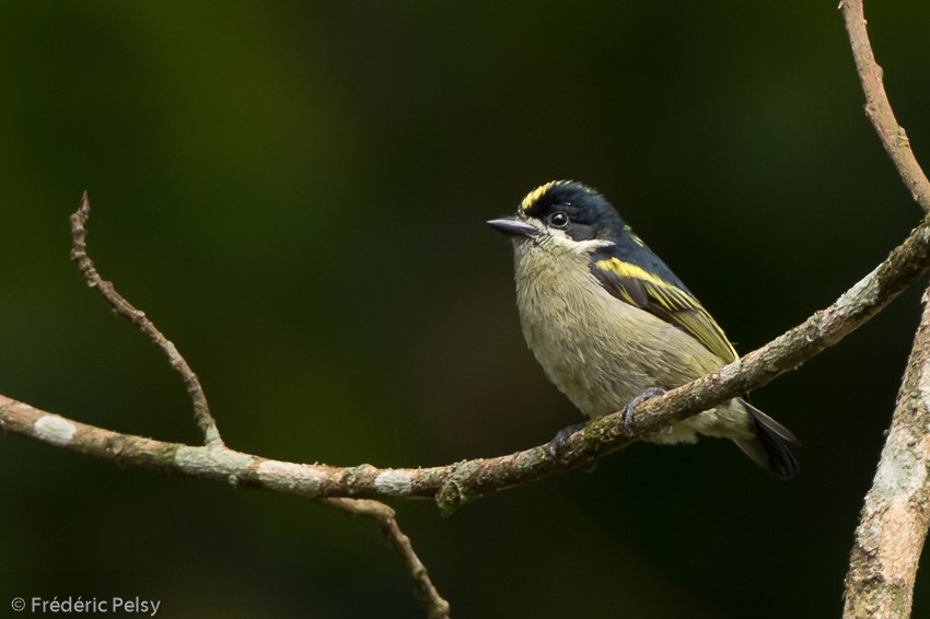 Yeşil-Kara Cüce Barbet (hildamariae) - ML206174481