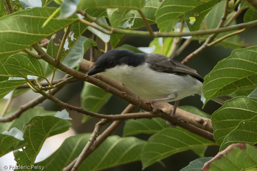 Pink-footed Puffback - ML206174491