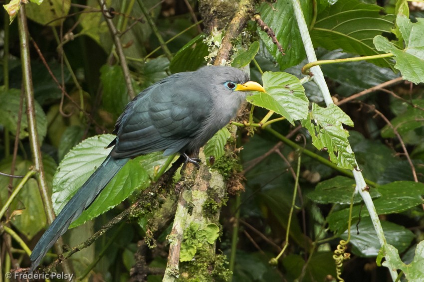 Blue Malkoha - Frédéric PELSY