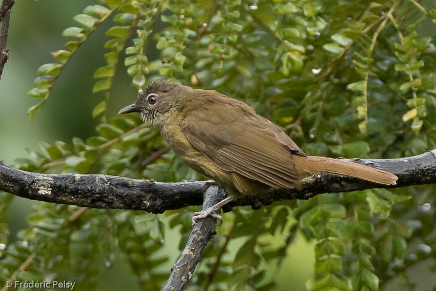 Gray Greenbul - ML206174521