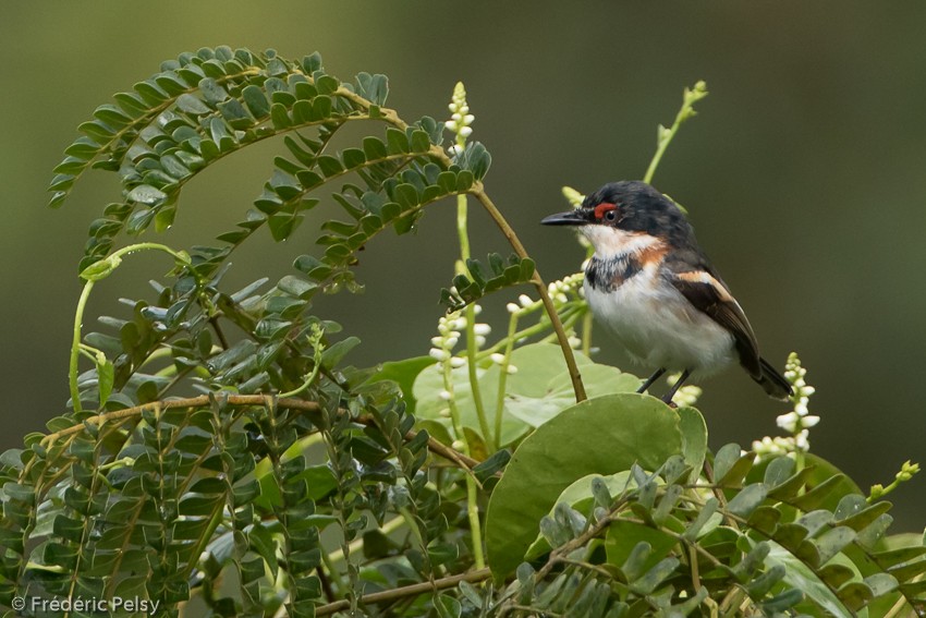 Brown-throated Wattle-eye - ML206174531