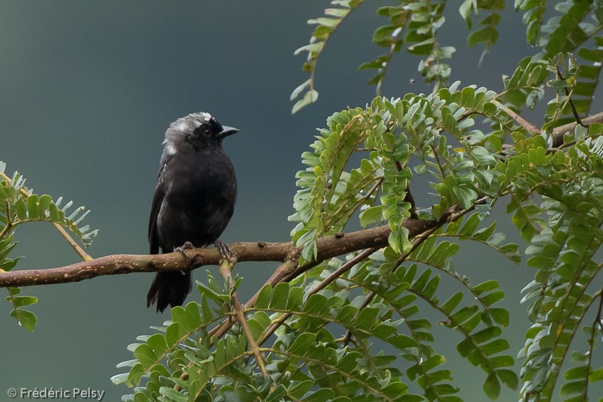 Gray-headed Nigrita - ML206174551