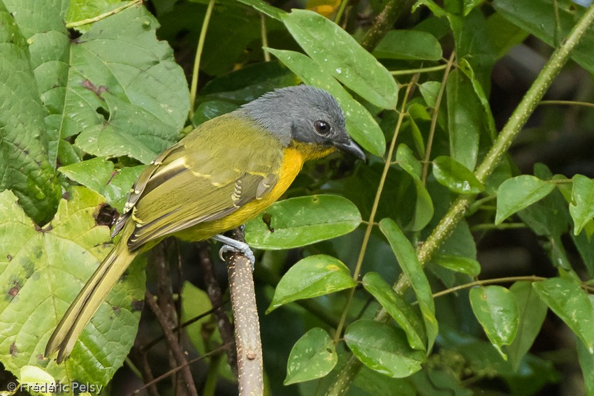 Many-colored Bushshrike - ML206174561