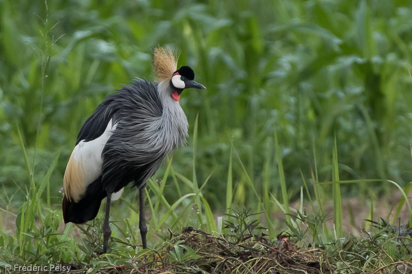 Gray Crowned-Crane - ML206174571