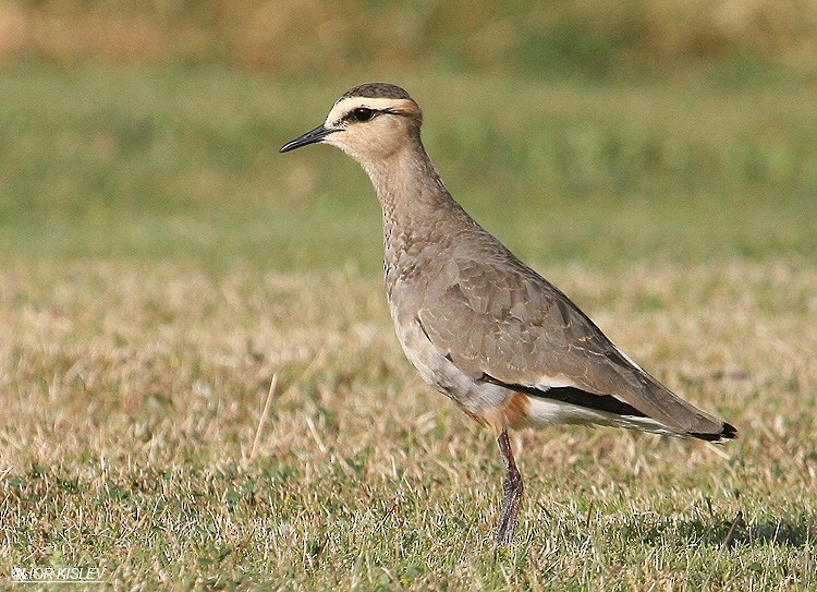 Sociable Lapwing - ML206175881