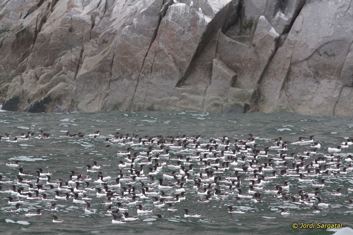 Common Murre - ML206176311