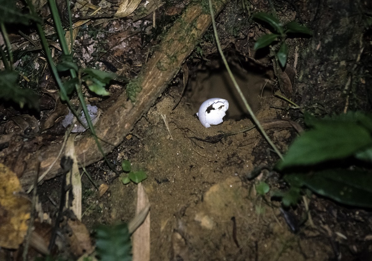 Pitta-like Ground-Roller - ML206176461