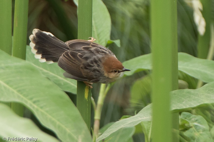 Carruthers's Cisticola - ML206176581