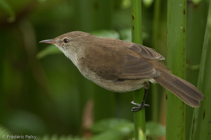 Lesser Swamp Warbler - Frédéric PELSY