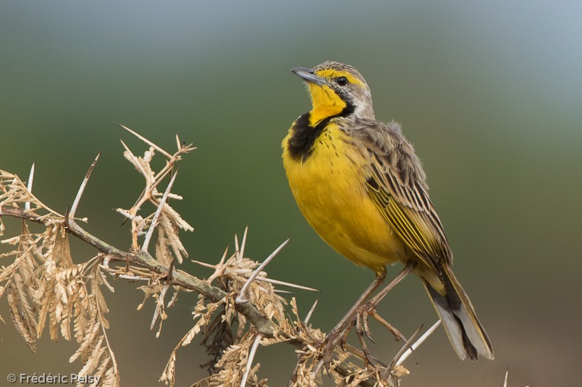 Yellow-throated Longclaw - ML206176691