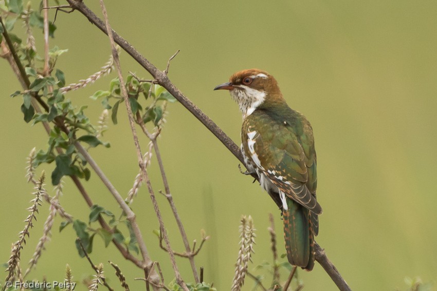 Dideric Cuckoo - ML206176801