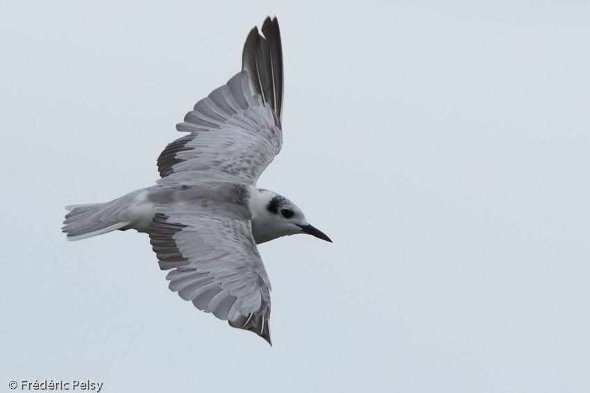 White-winged Tern - ML206176841