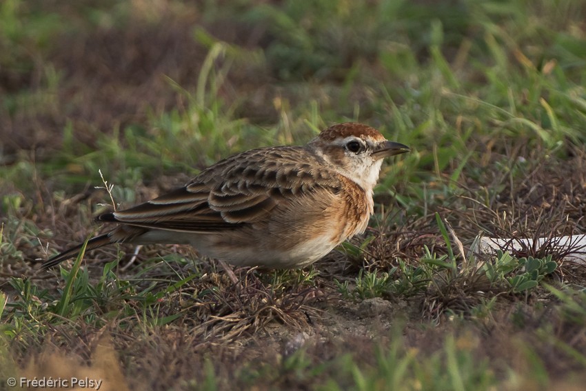 Red-capped Lark - ML206176961