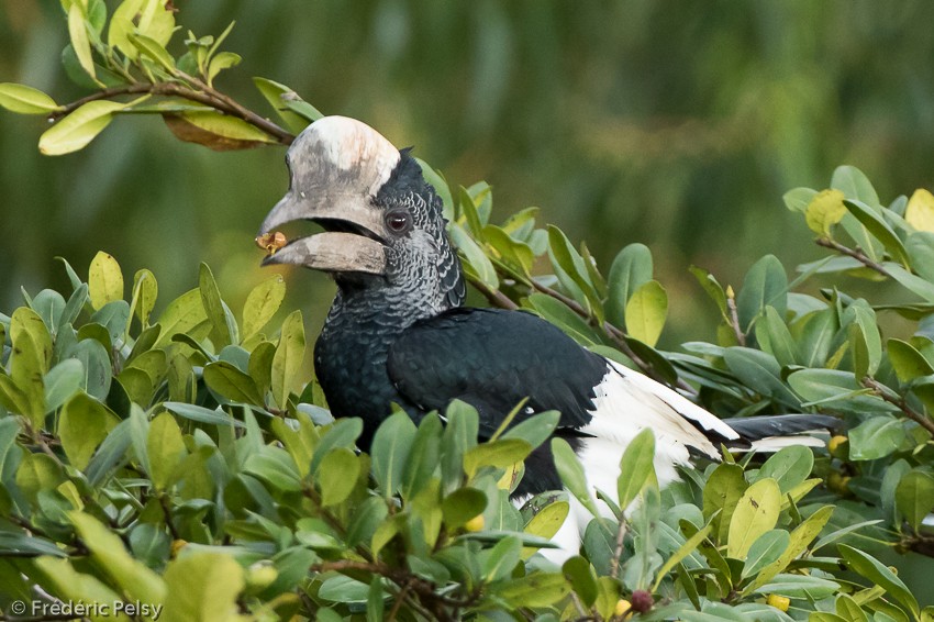 Black-and-white-casqued Hornbill - ML206176981