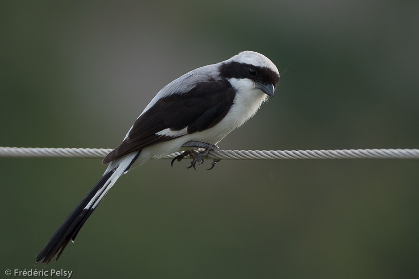 Gray-backed Fiscal - Frédéric PELSY