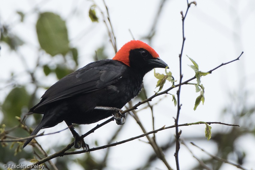 Red-headed Malimbe - Frédéric PELSY