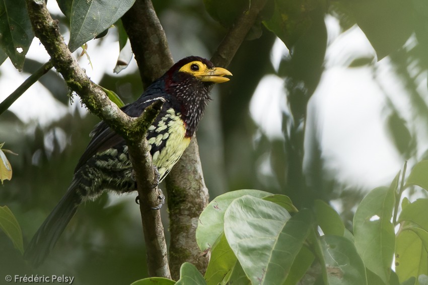 Sarı Maskeli Barbet (purpuratus/elgonensis) - ML206177101